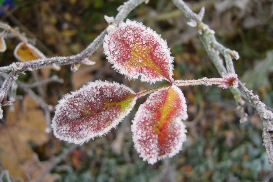 Szent András és a férjjóslás Szent András és a férjjóslás