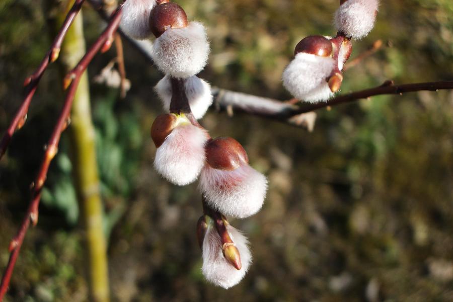 Tavaszelő magyar népszokásai Tavaszelő magyar népszokásai