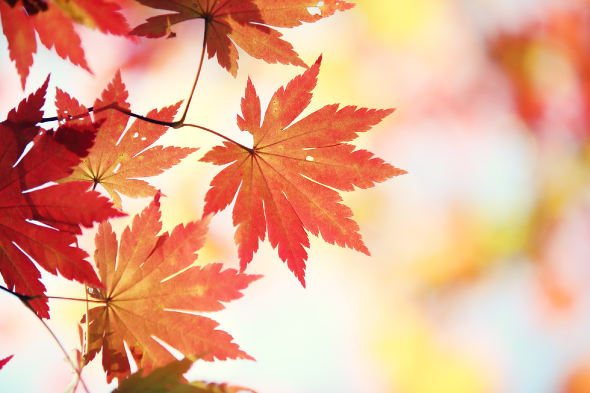 Novemberi örömök Novemberi örömök